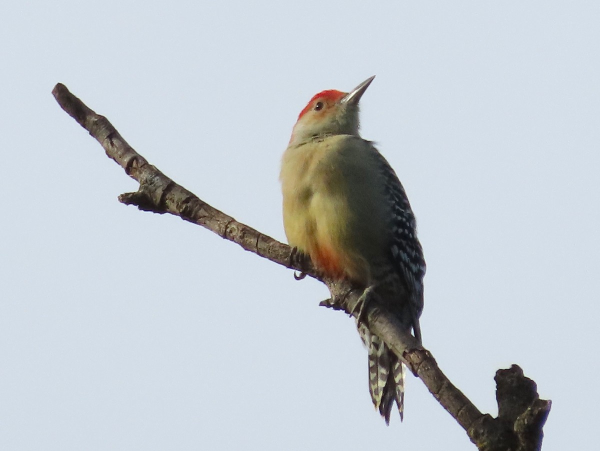 Red-bellied Woodpecker - ML624222877