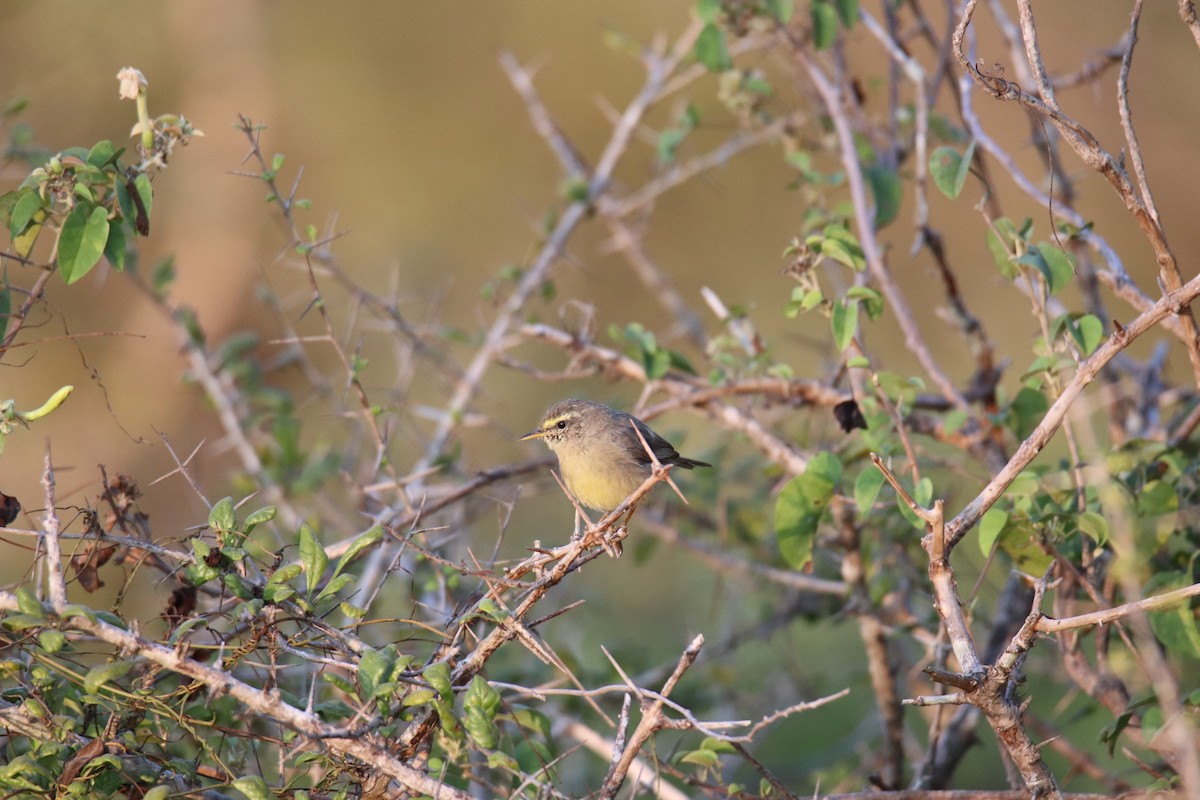 Mosquitero del Pamir - ML624222883