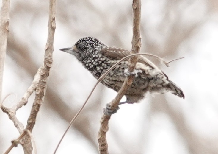 White-wedged Piculet - ML624222893