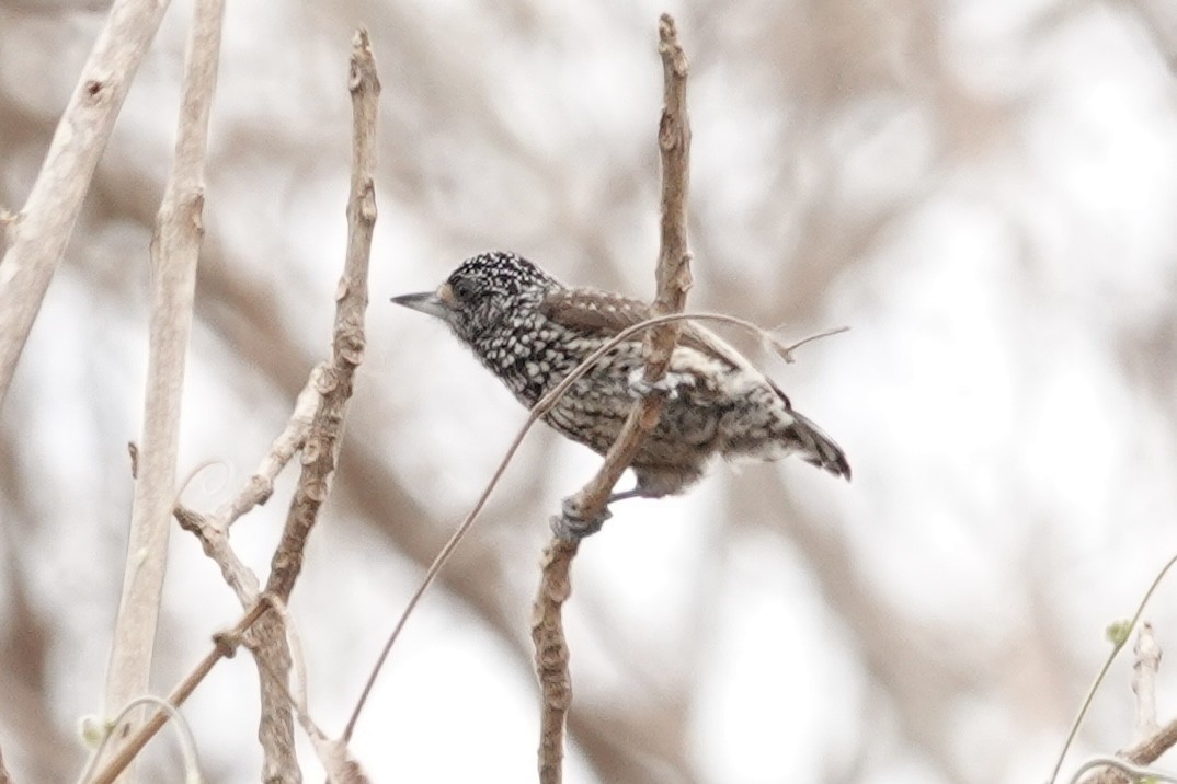 White-wedged Piculet - ML624222894