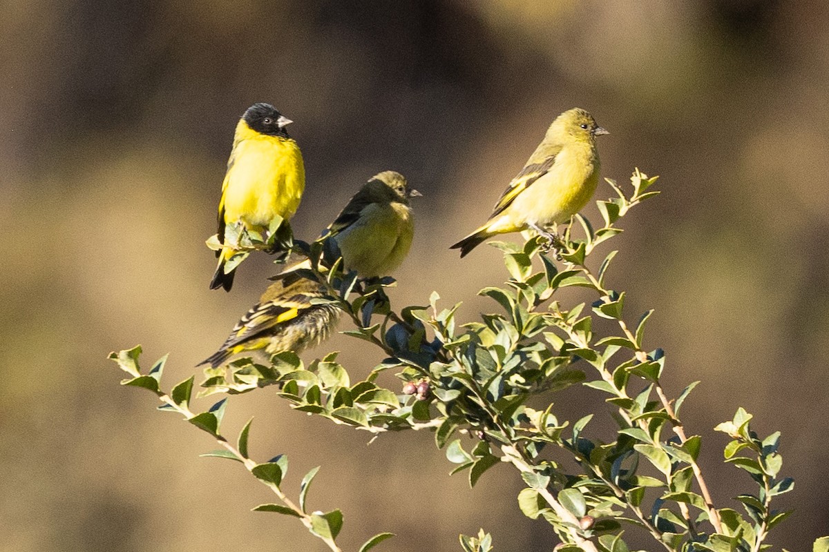 Yellow-bellied Siskin - Eric VanderWerf