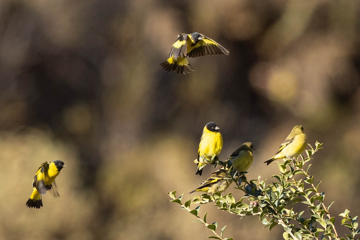 Yellow-bellied Siskin - ML624222897