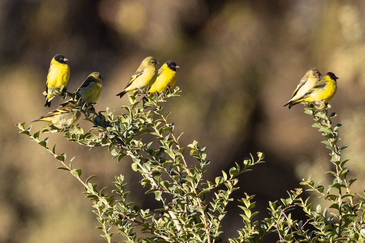 Yellow-bellied Siskin - Eric VanderWerf