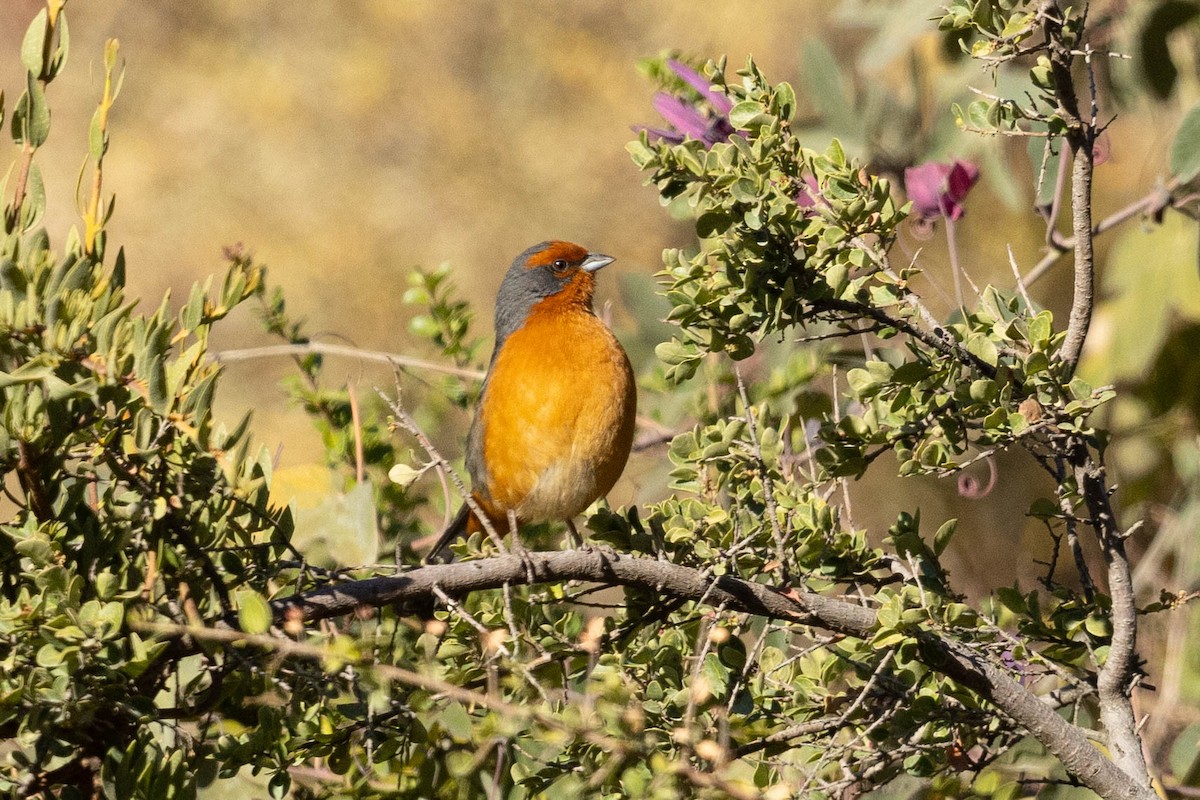 Cochabamba Mountain Finch - ML624222919