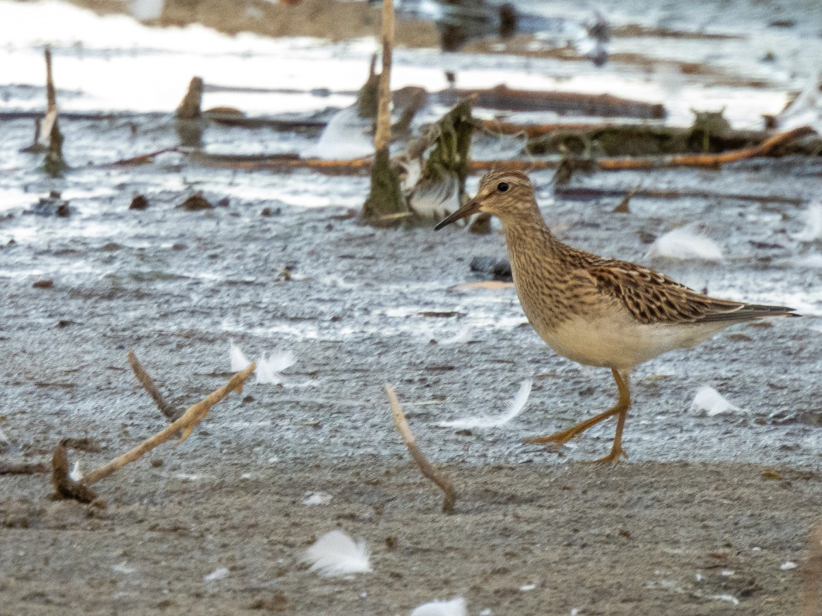 アメリカウズラシギ - ML624222921