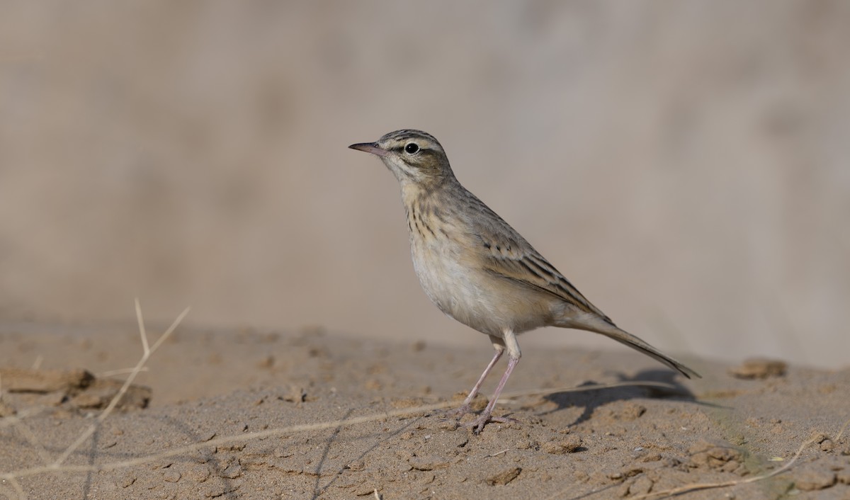 Tawny Pipit - ML624222924