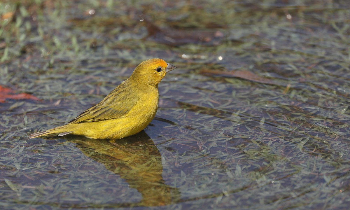 Saffron Finch - ML624222925