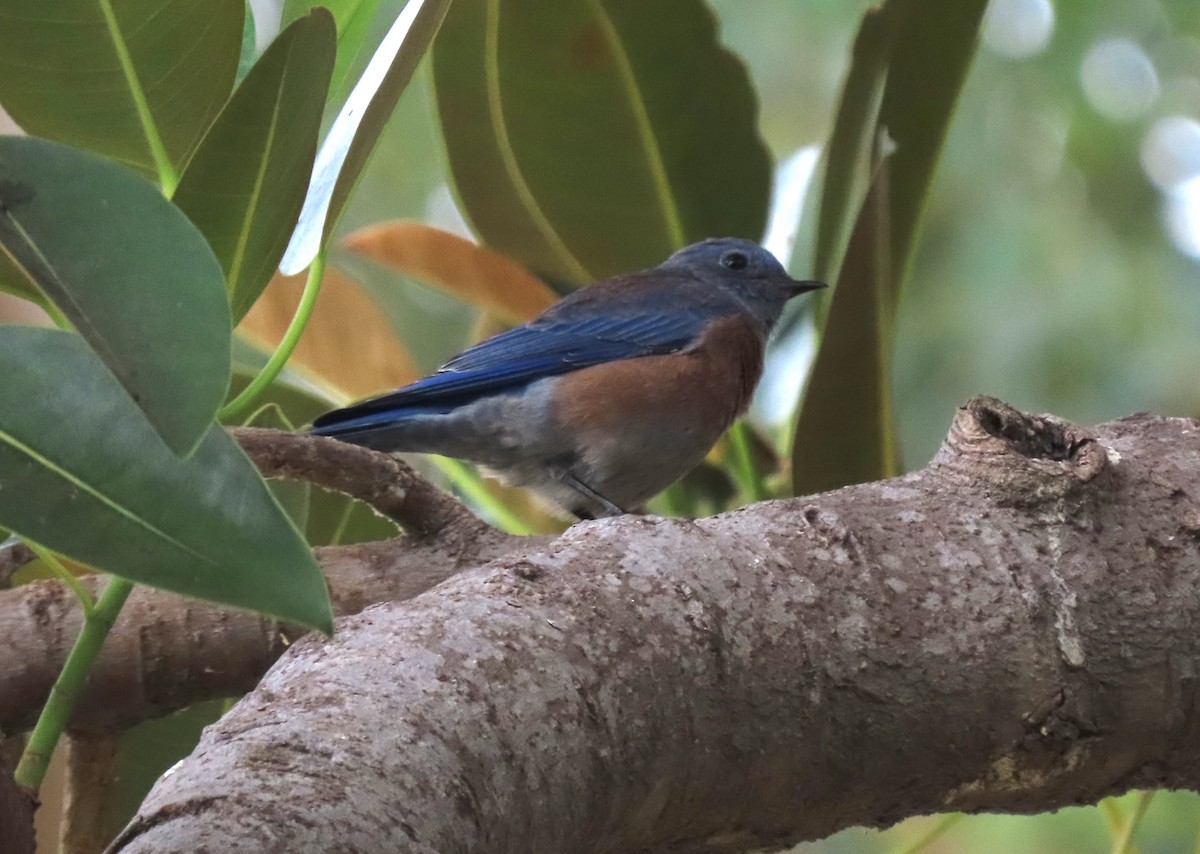 Western Bluebird - ML624222946