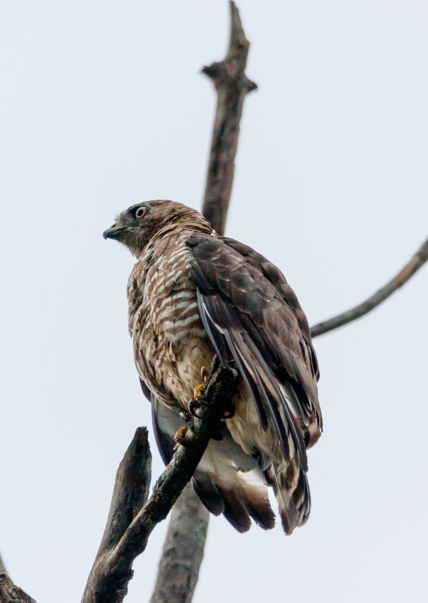 Broad-winged Hawk - ML624222983