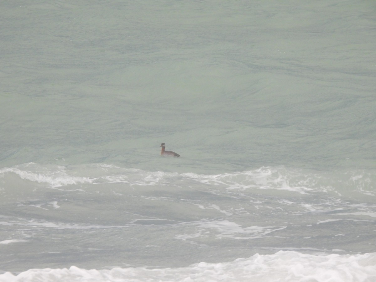 Red-necked Grebe - ML624223016