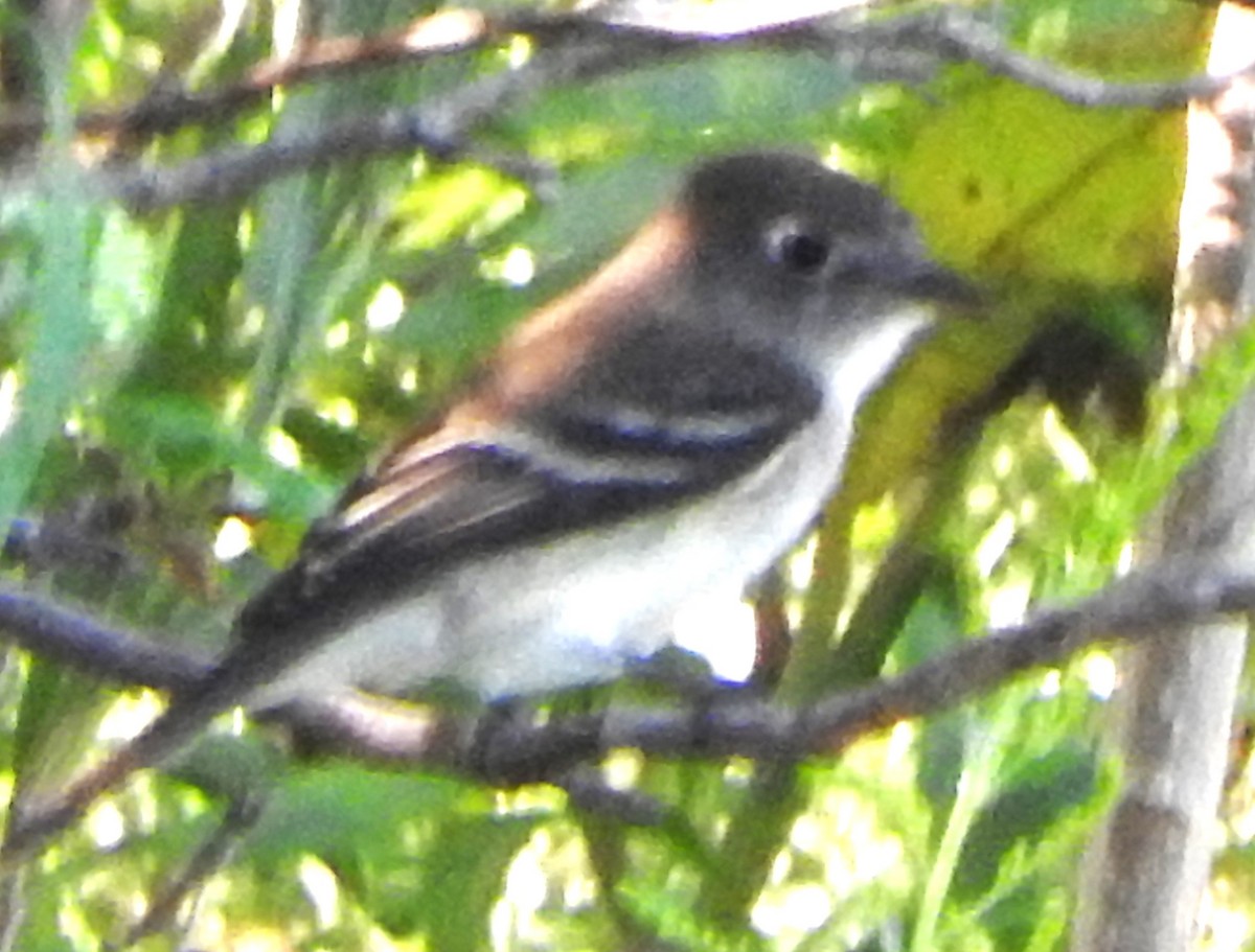 Least Flycatcher - ML624223017