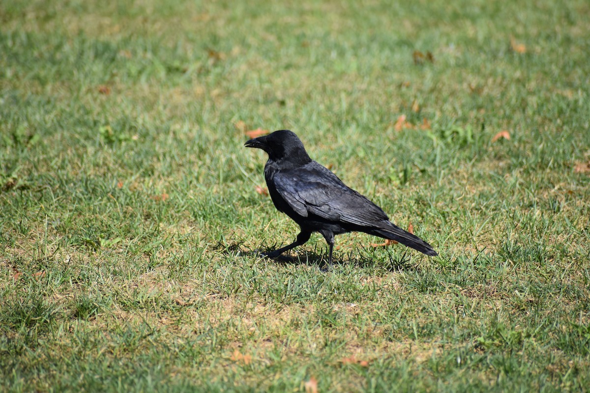 crow sp. - ML624223024