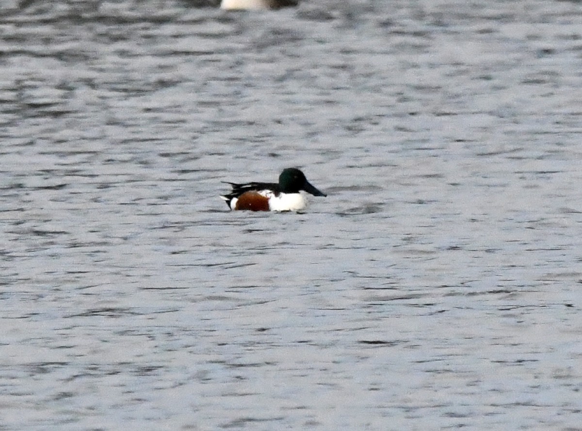 Northern Shoveler - A Emmerson