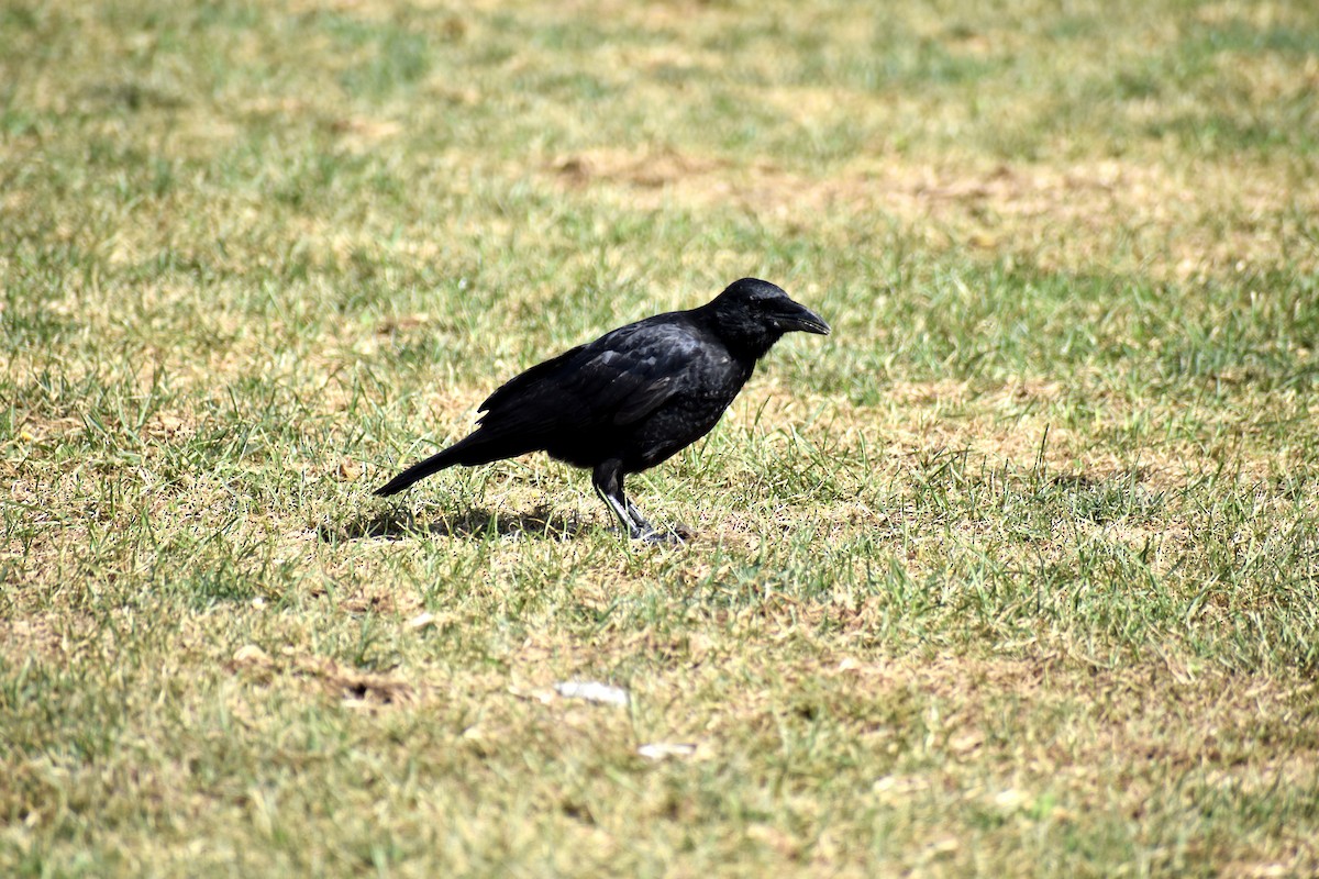 crow sp. - ML624223031