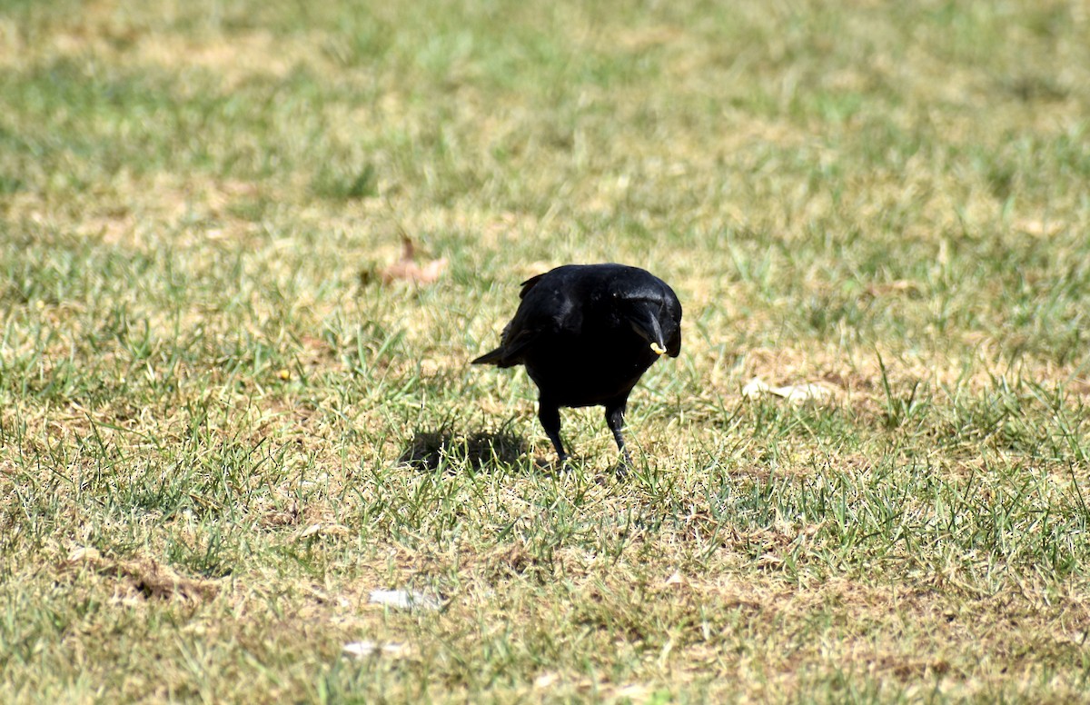 crow sp. - ML624223038