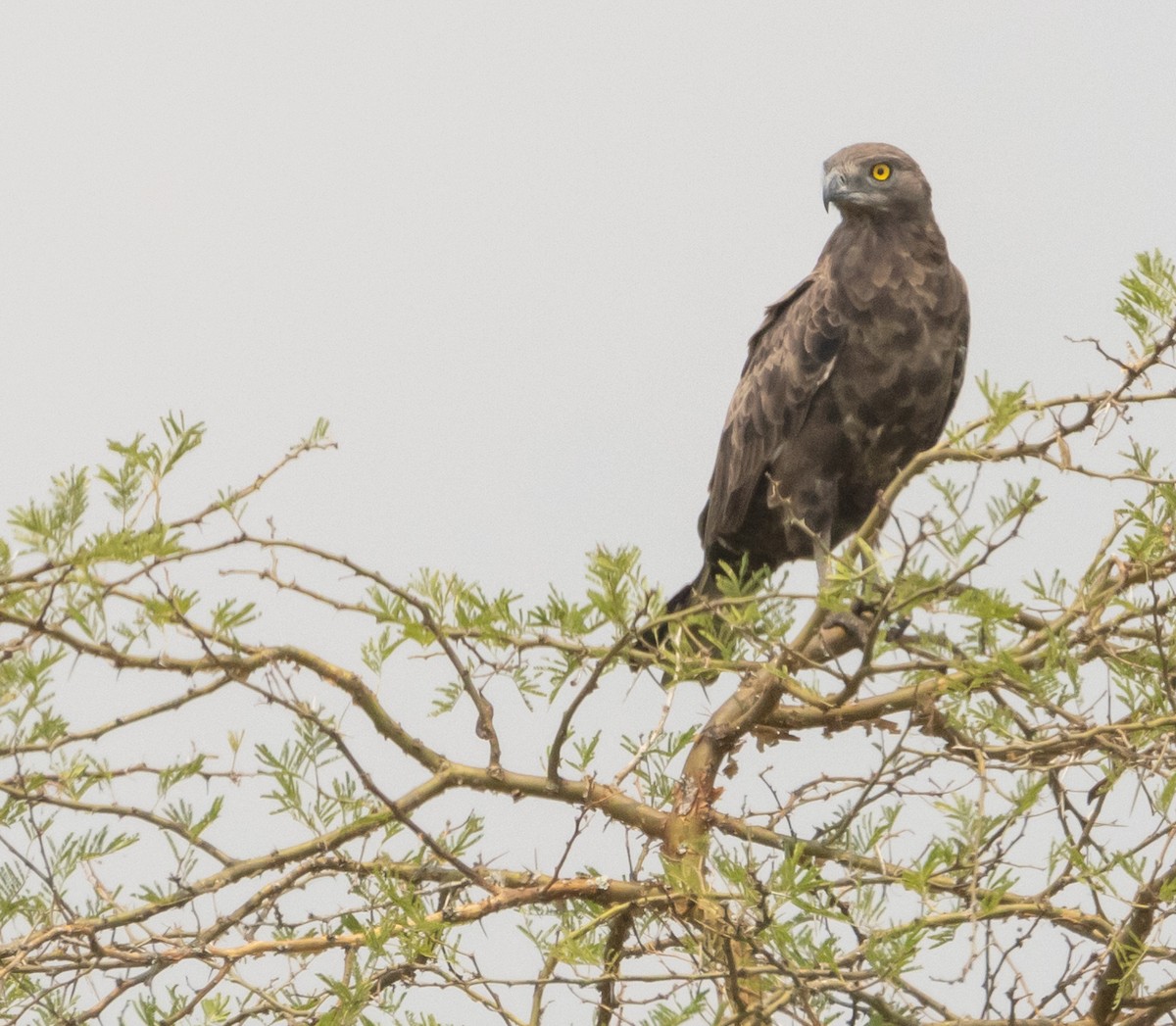 Brown Snake-Eagle - ML624223047