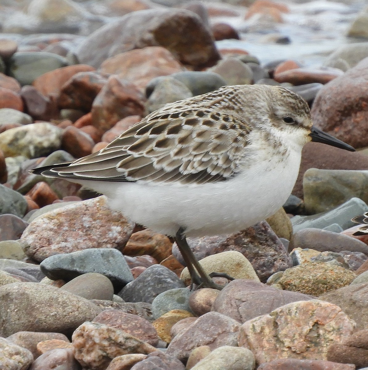 Semipalmated Sandpiper - ML624223049