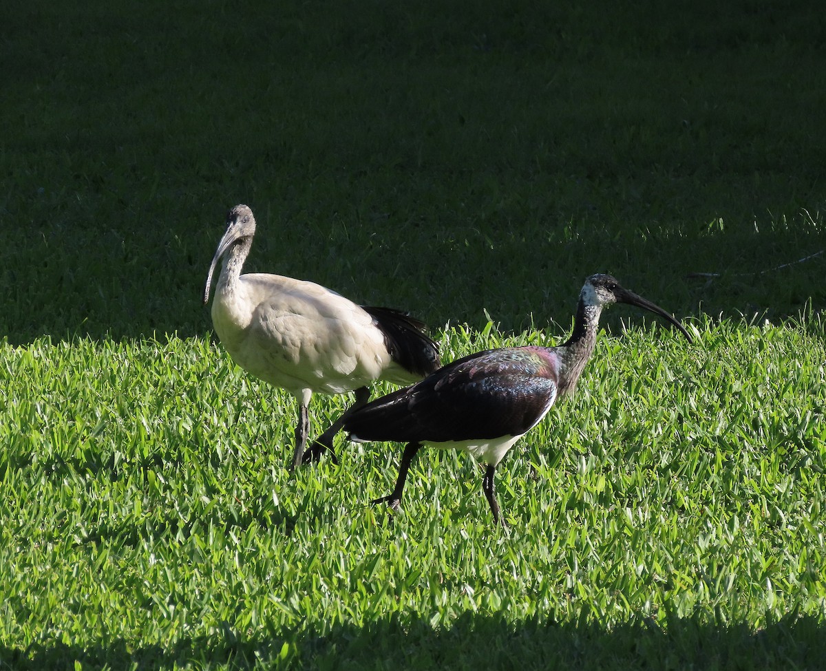 Straw-necked Ibis - ML624223050