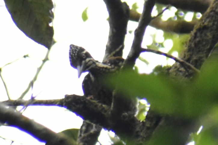 Malabar Flameback - Sidharth R