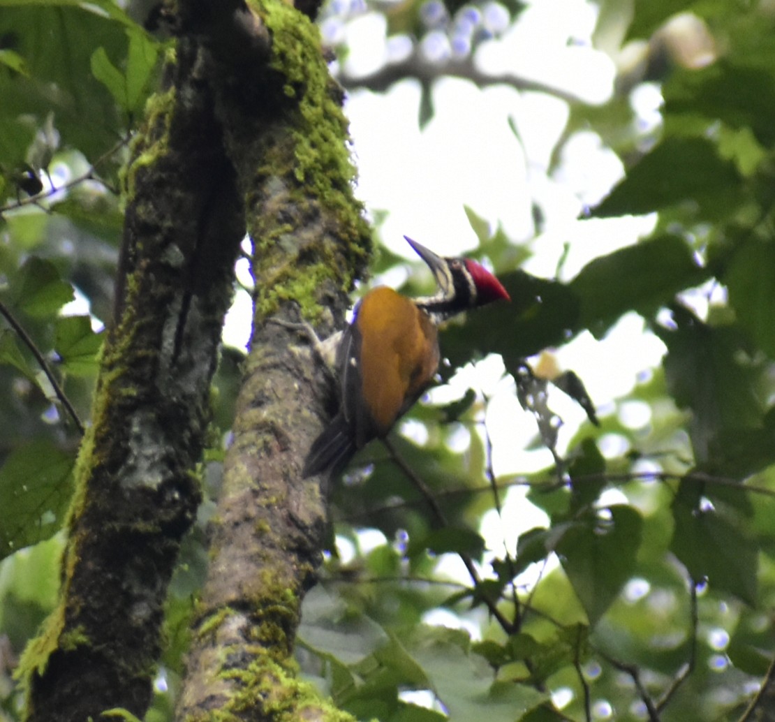 Malabar Flameback - Sidharth R