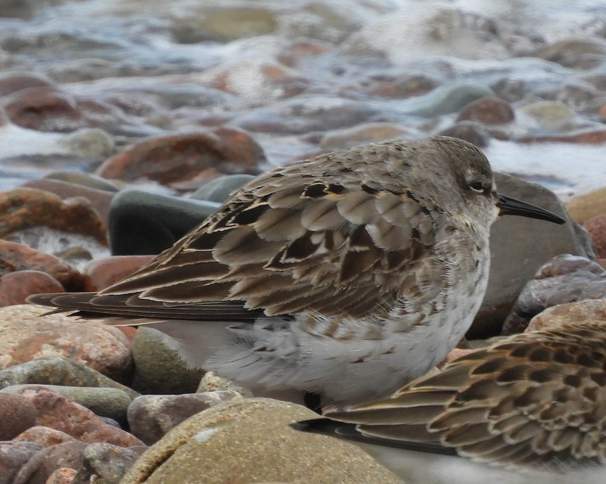 White-rumped Sandpiper - ML624223058