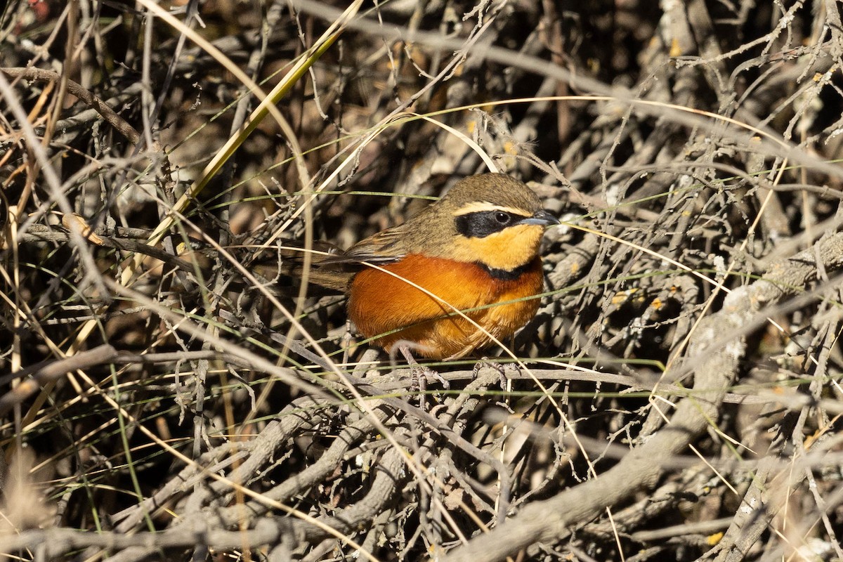 Olive-crowned Crescentchest - ML624223059