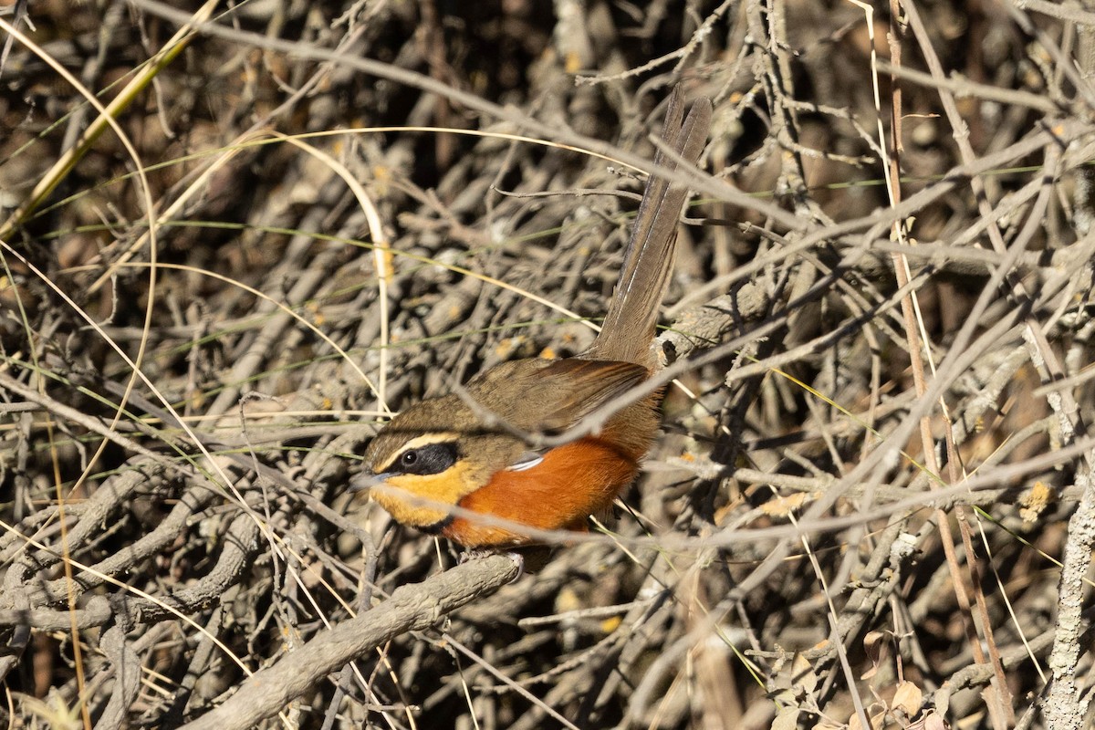 Olive-crowned Crescentchest - Eric VanderWerf