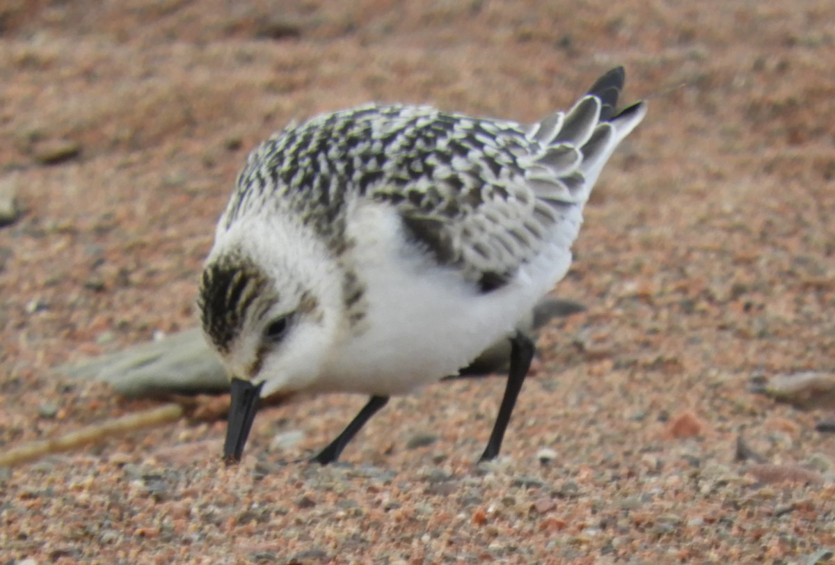 Sanderling - ML624223069