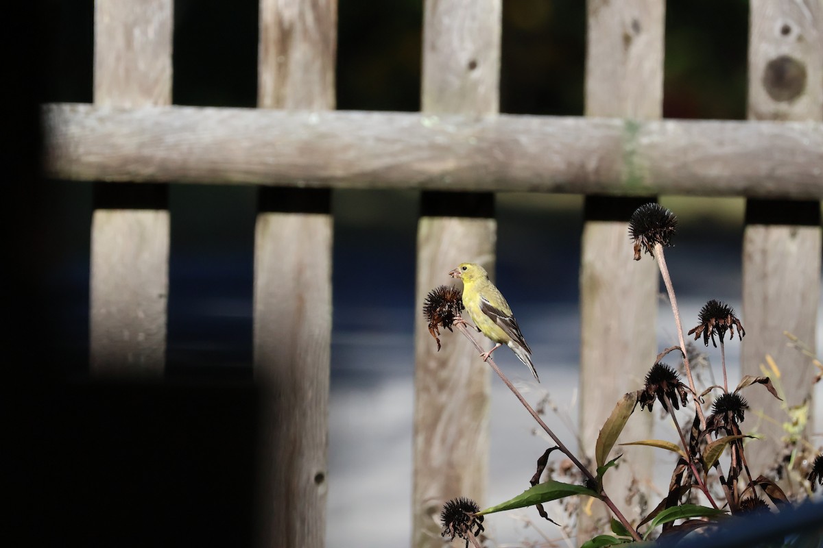 American Goldfinch - ML624223071