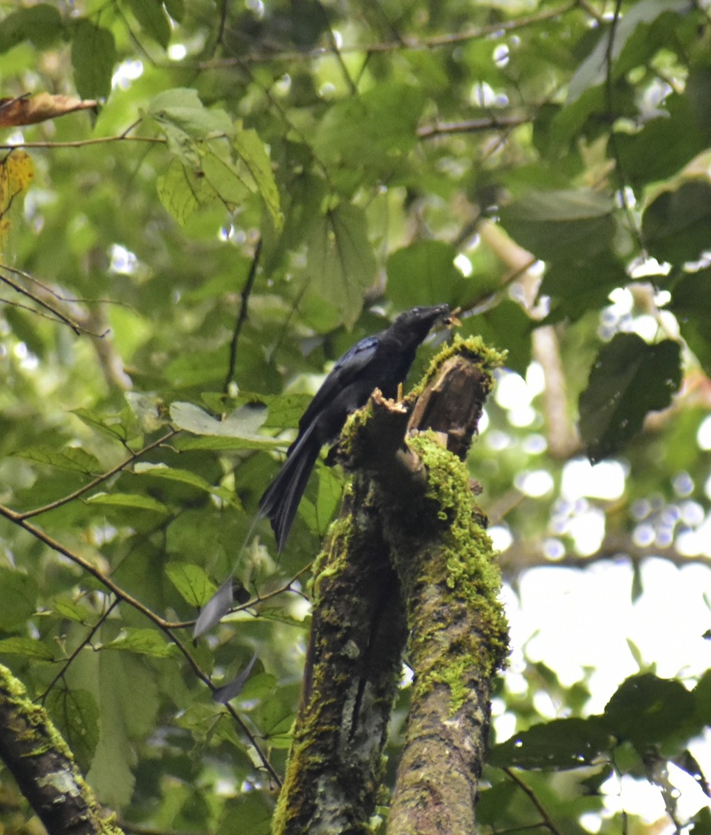 Greater Racket-tailed Drongo - ML624223072