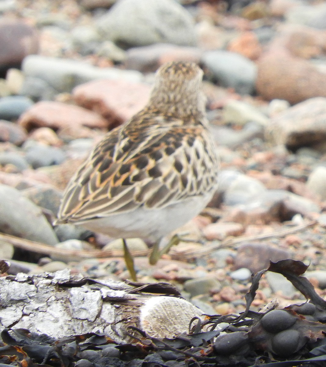 Least Sandpiper - ML624223079