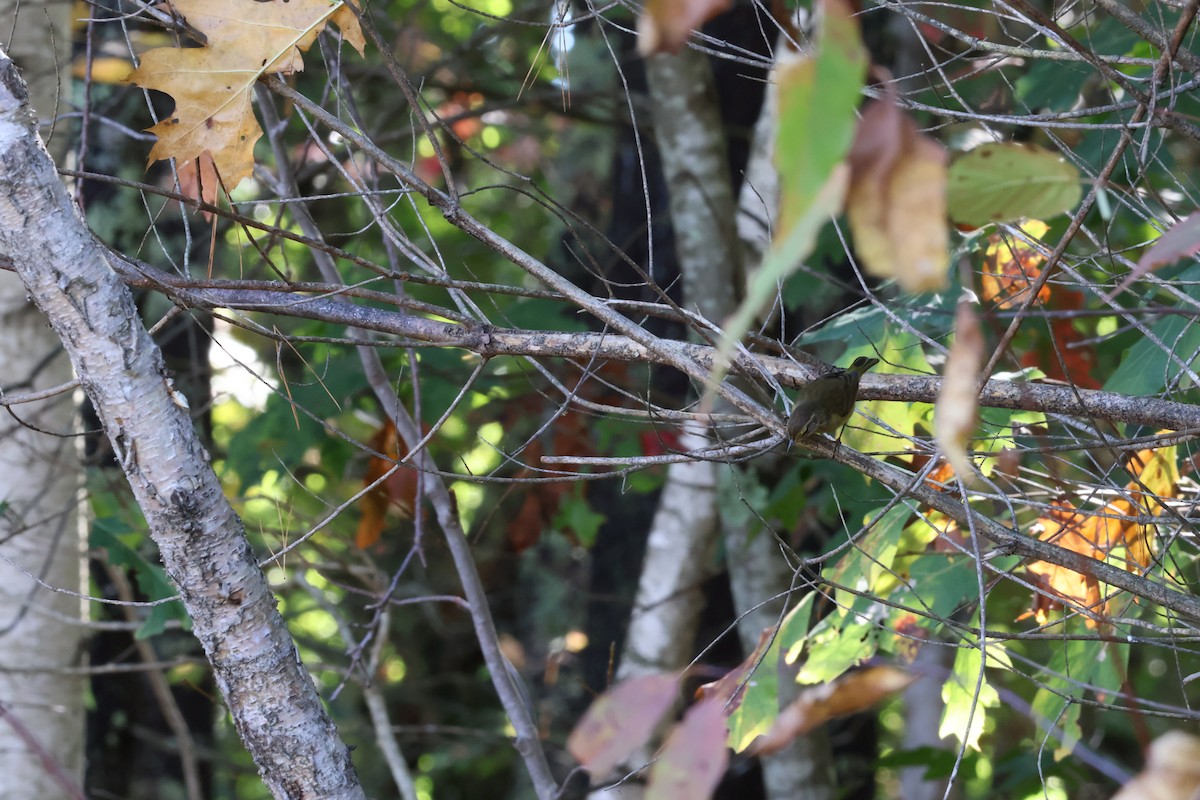 Palm Warbler - ML624223080