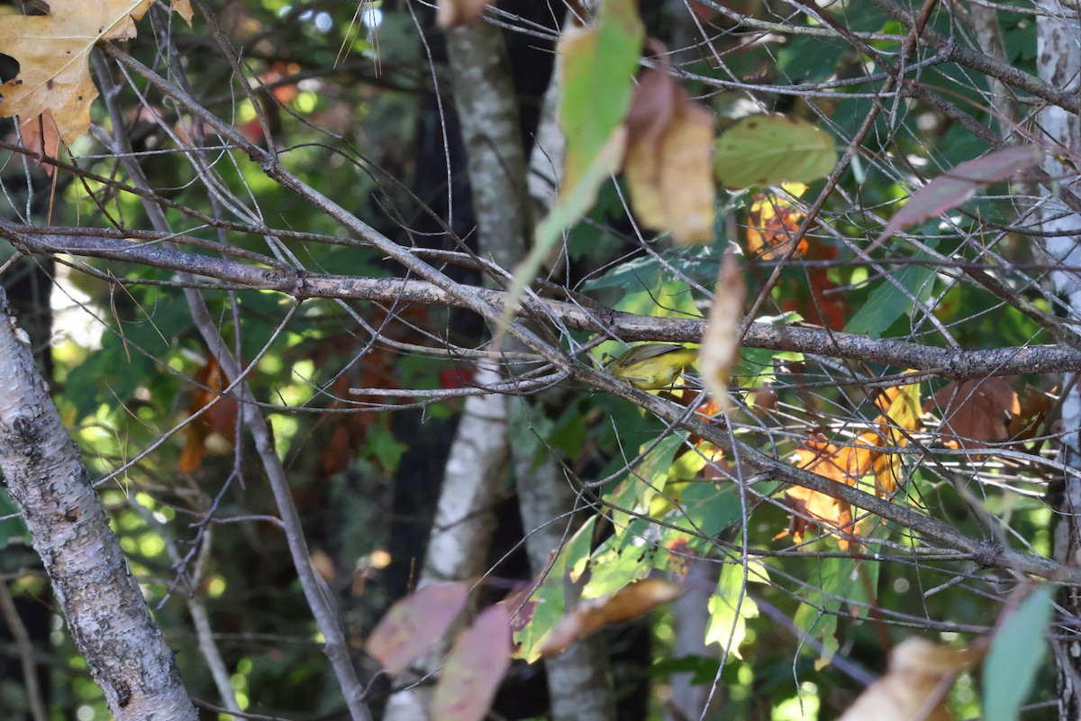 Palm Warbler - Stephanie Rinehart-Joseph