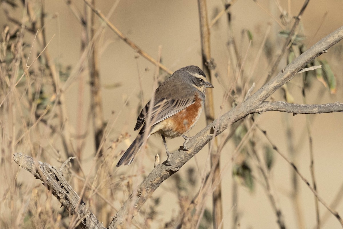 Rufous-sided Warbling Finch - ML624223091