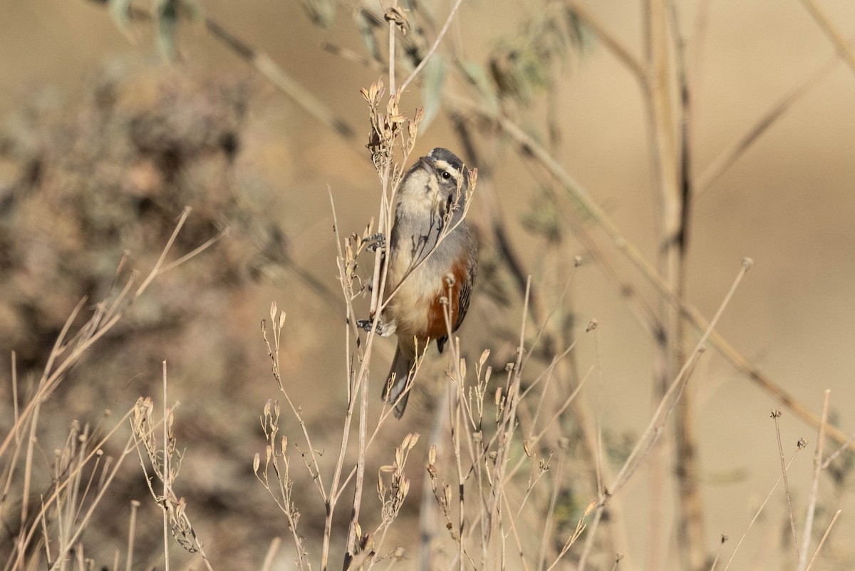 Rufous-sided Warbling Finch - ML624223092