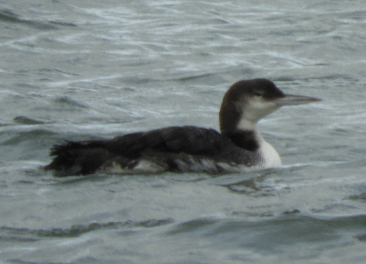 Common Loon - ML624223095