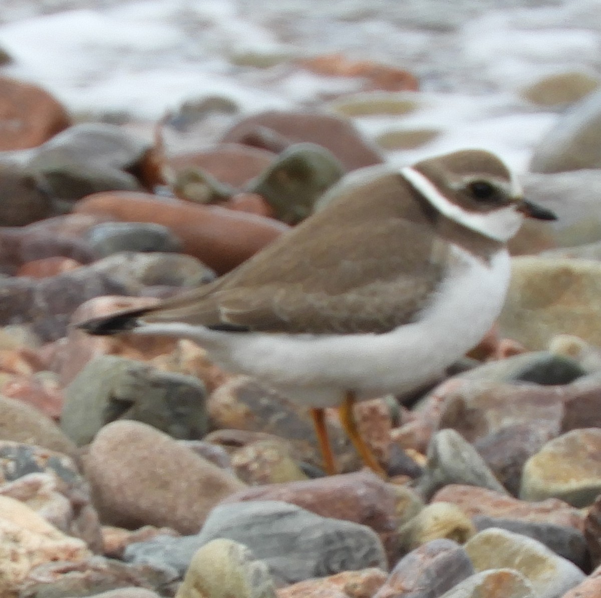 Semipalmated Plover - ML624223108