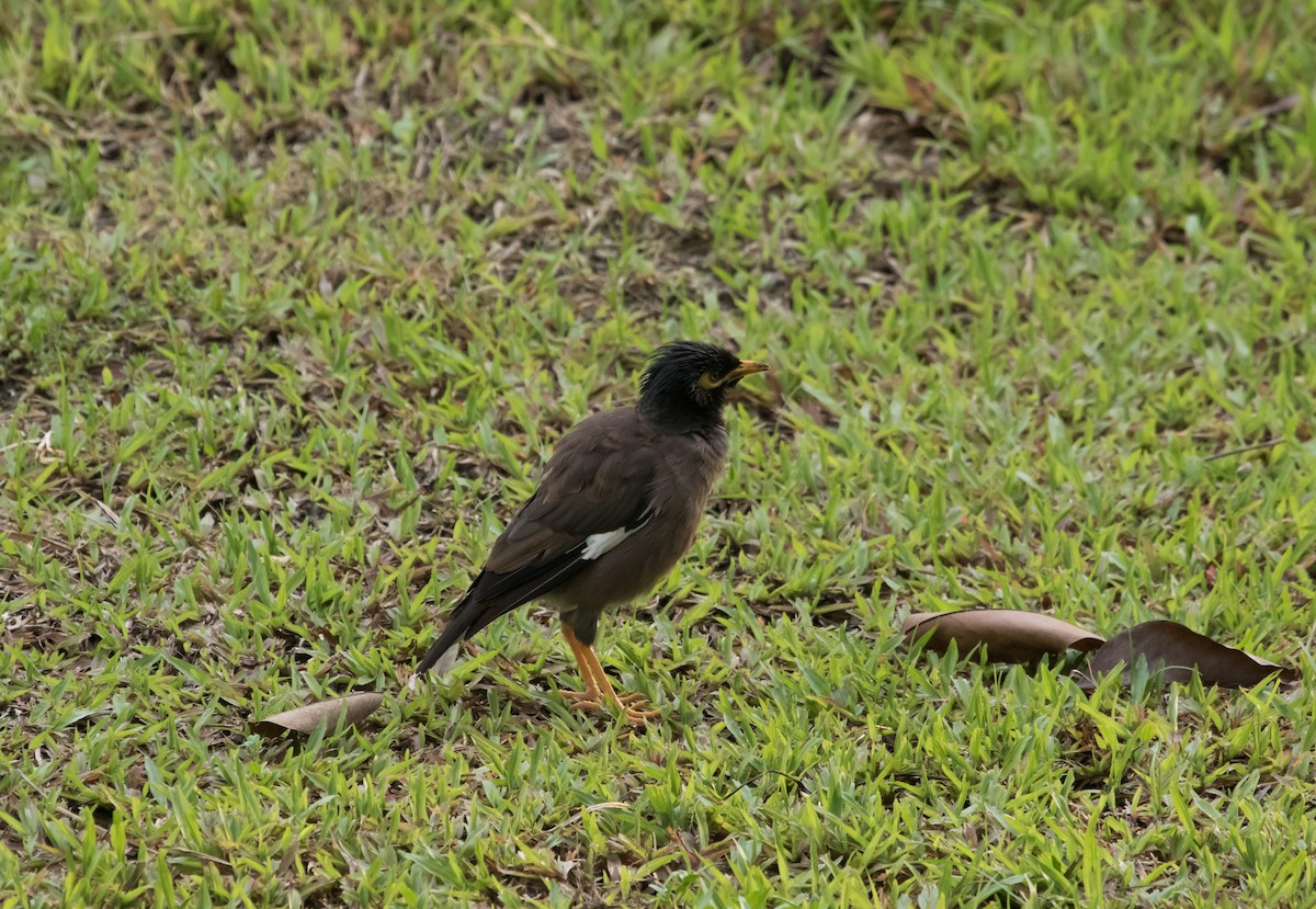 Common Myna - Nantaset Sukhawathayanon