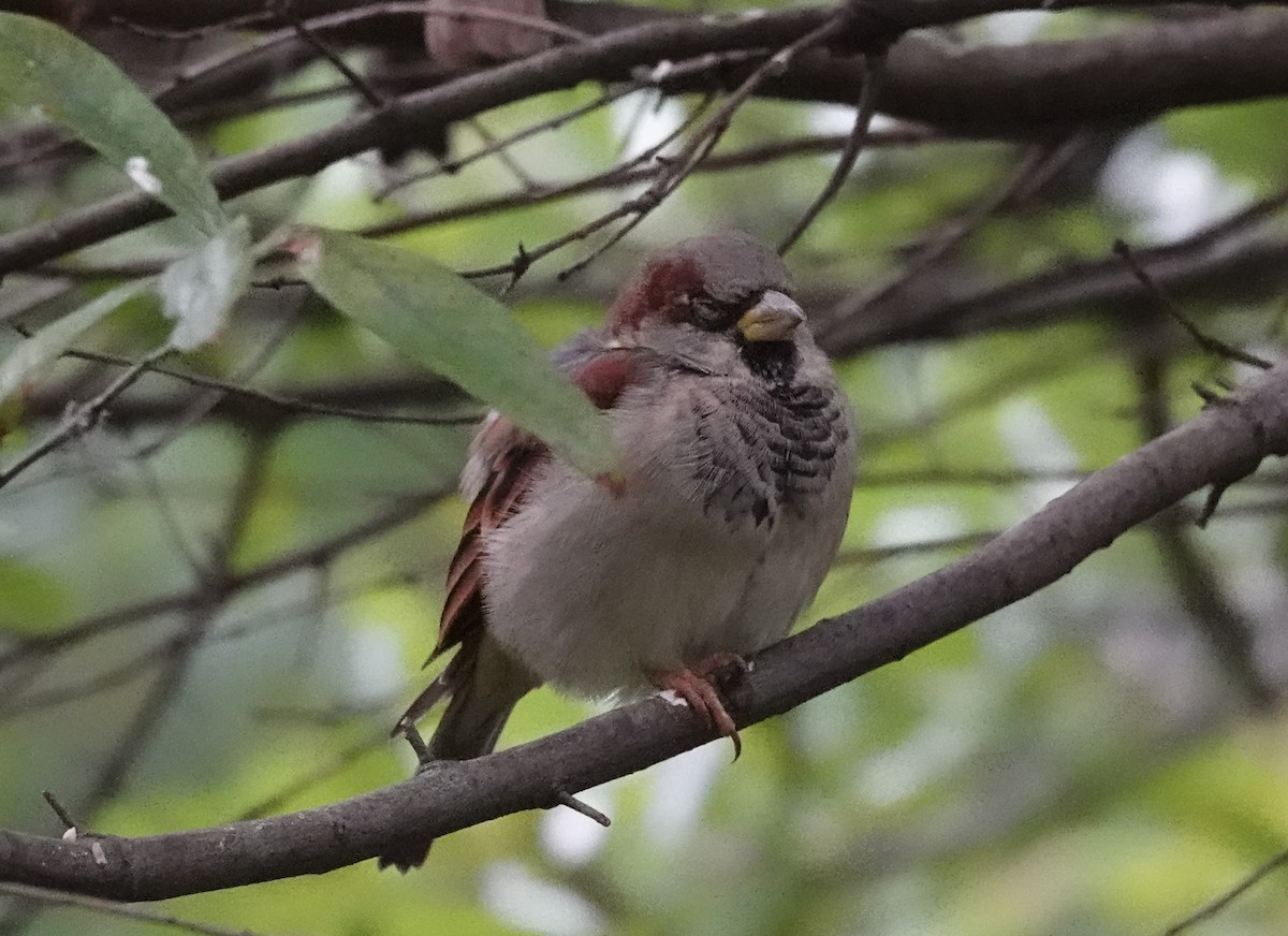 Moineau domestique - ML624223119