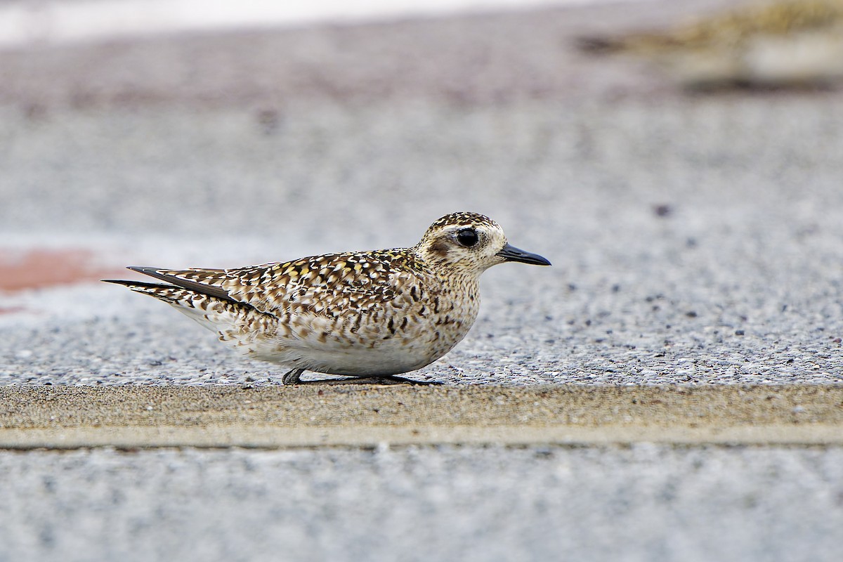 Pacific Golden-Plover - ML624223121