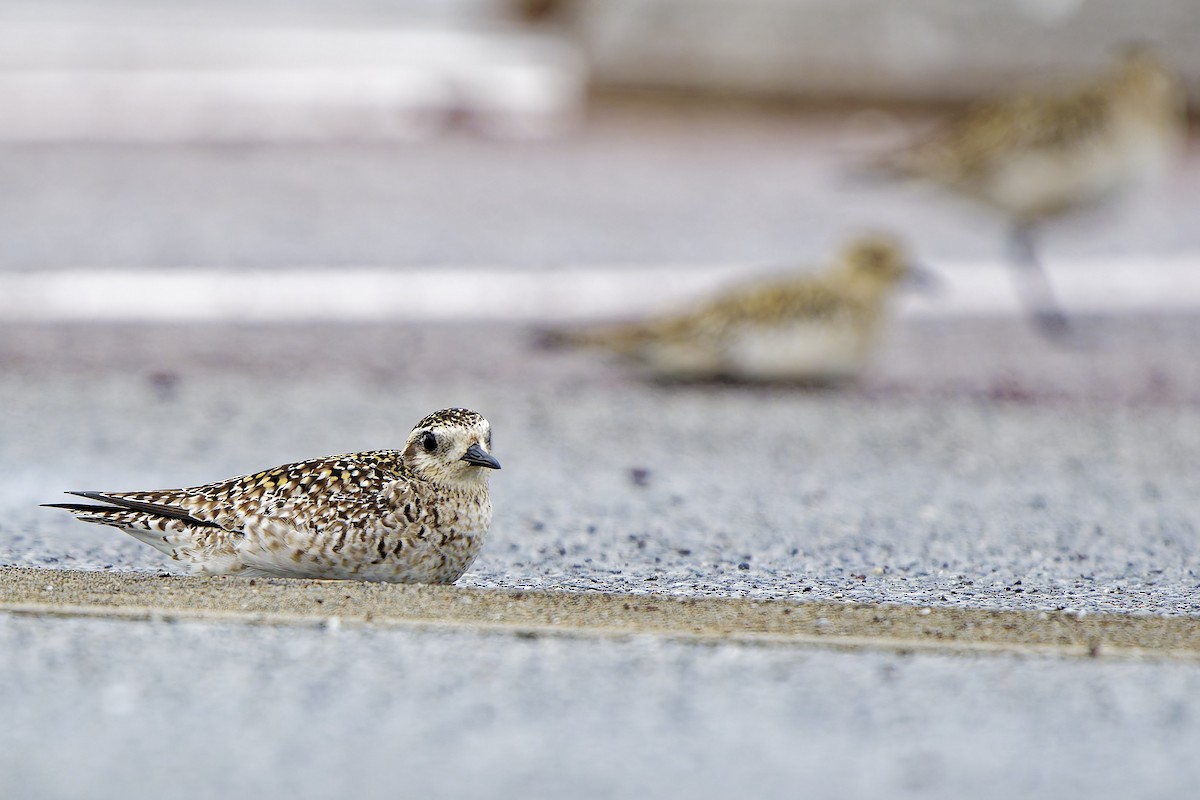 Pacific Golden-Plover - ML624223122