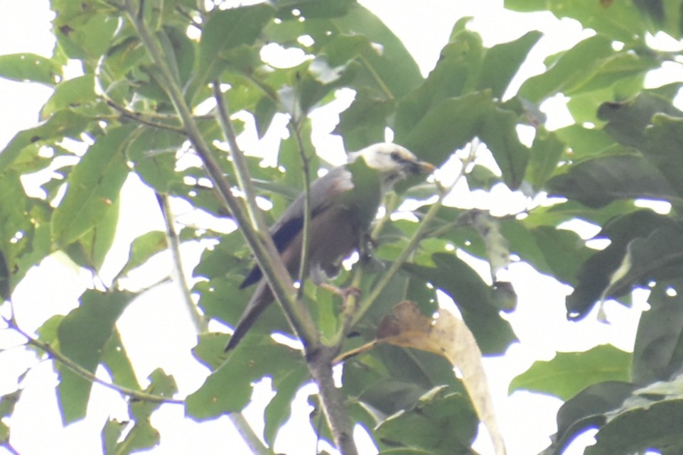 Malabar Starling - ML624223140