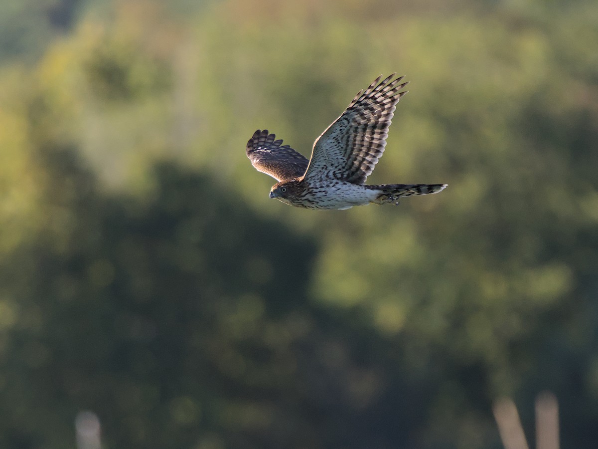 Cooper's Hawk - ML624223147