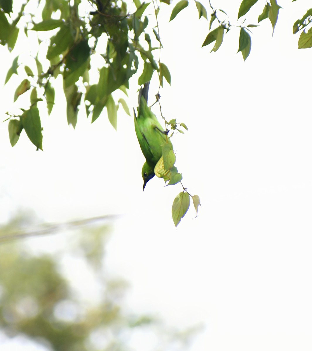 Golden-fronted Leafbird - Sidharth R