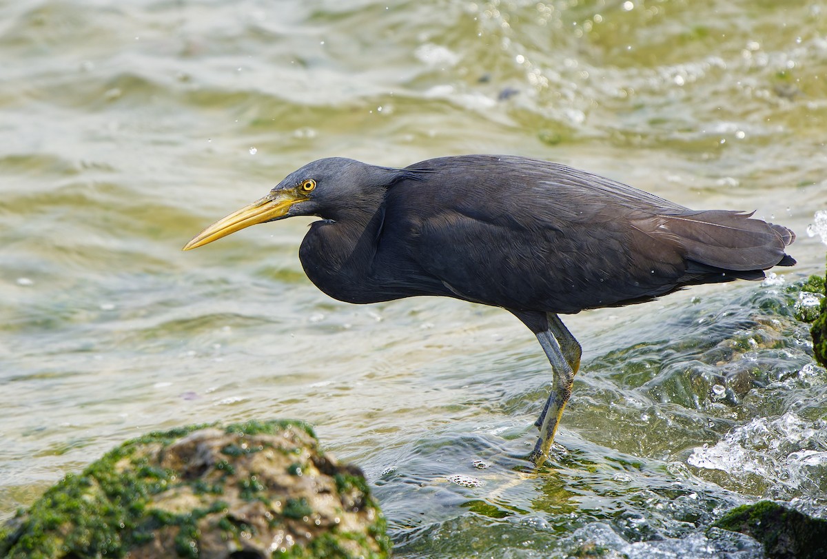 Pacific Reef-Heron - ML624223153