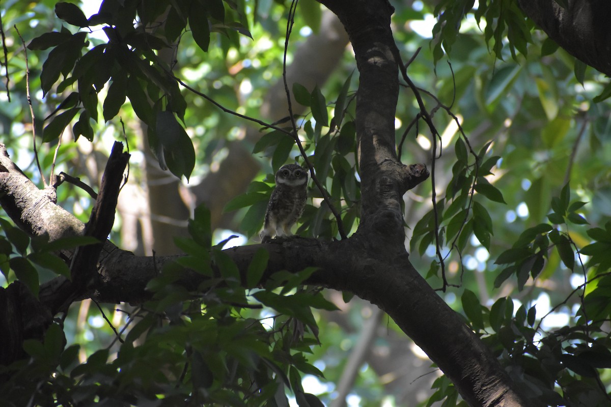 Spotted Owlet - ML624223165