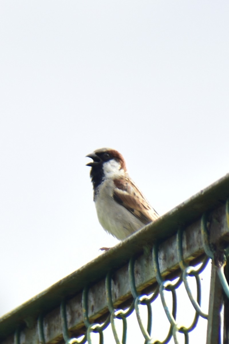 House Sparrow - ML624223172