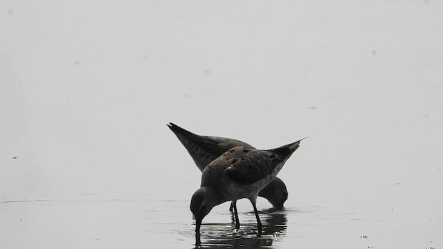 Stilt Sandpiper - ML624223177