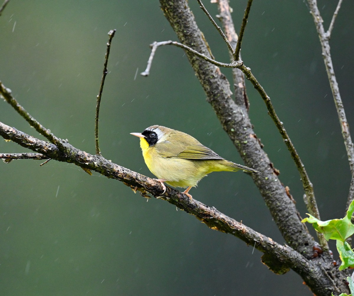 Common Yellowthroat - ML624223179