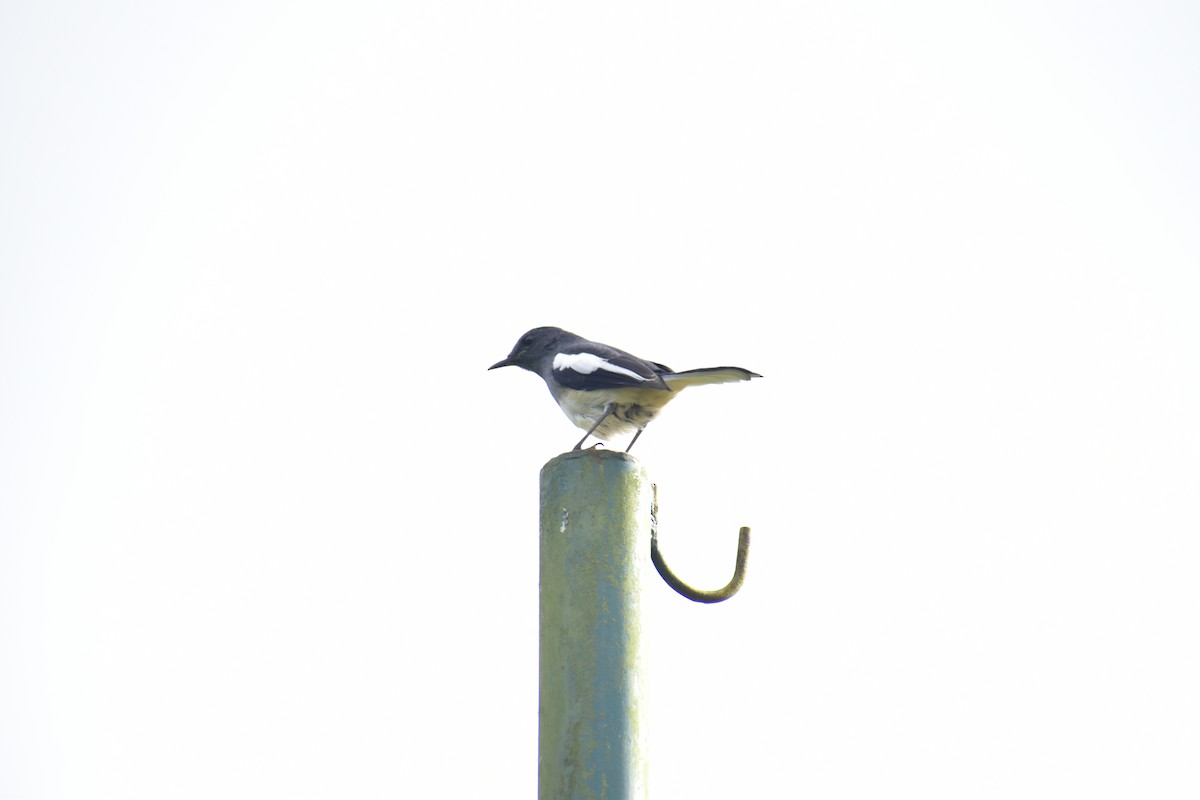 Oriental Magpie-Robin - ML624223185